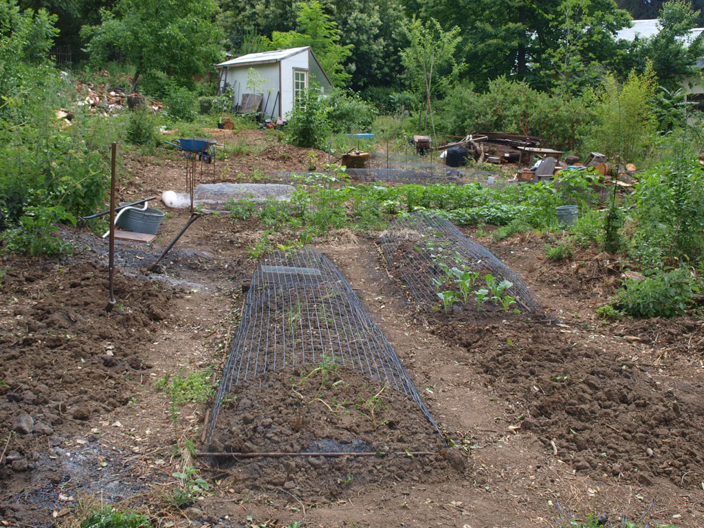 Vegetable garden layout