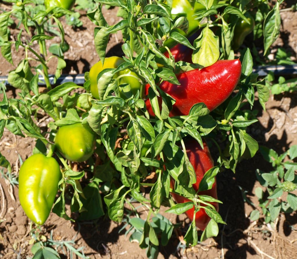 Sweet Peppers