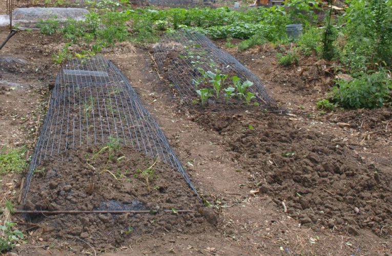 Double digging beds