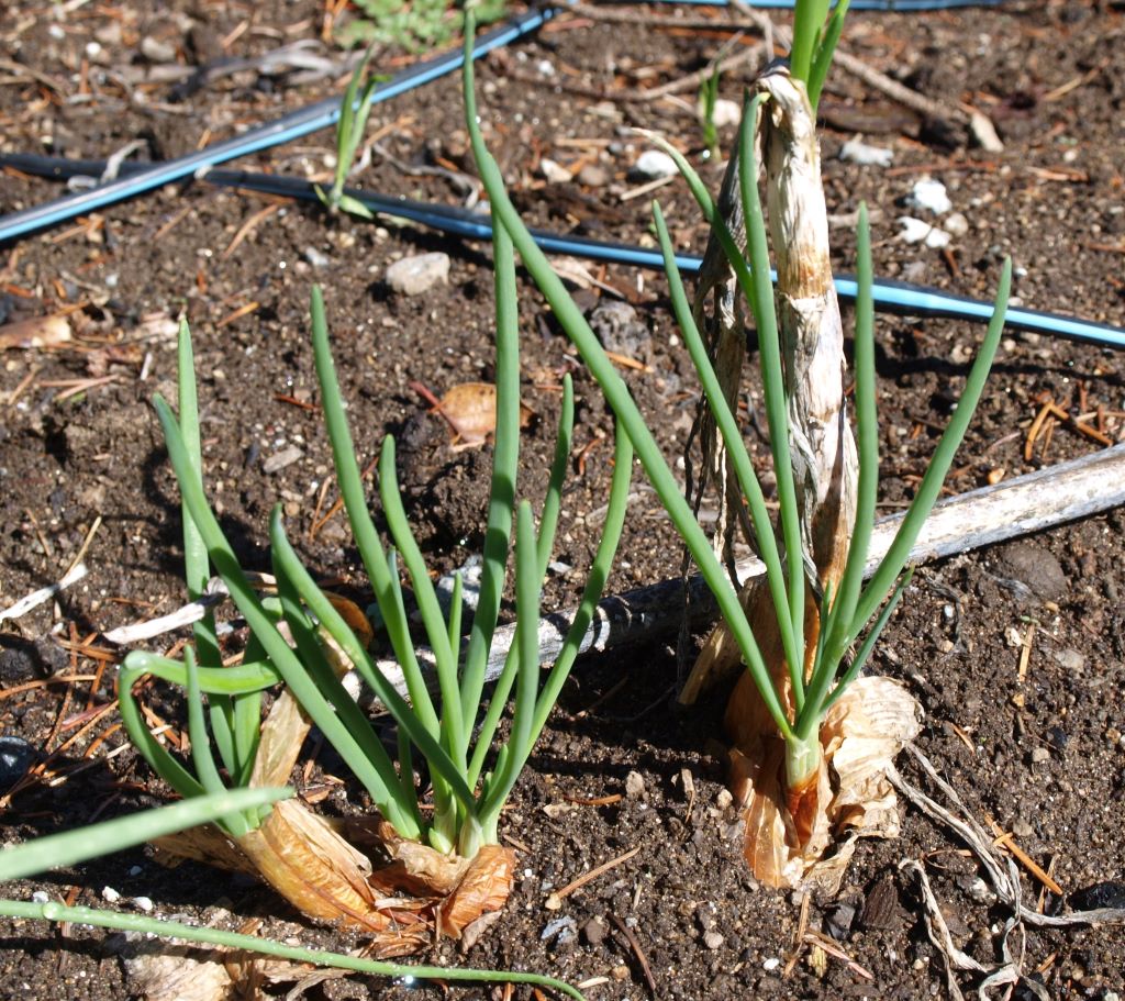 vegetative propagation potato